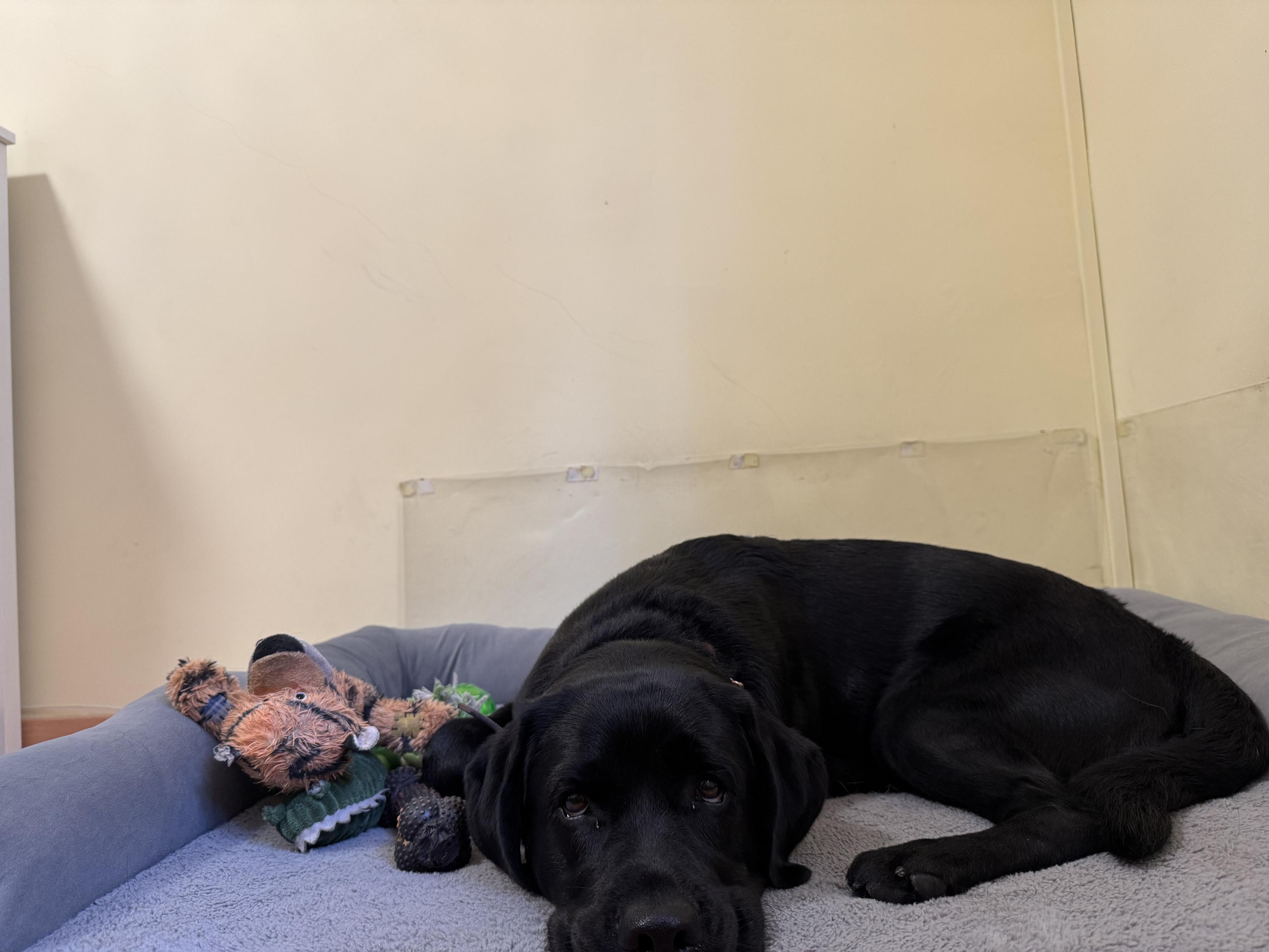 Galia, una perra negra de pelaje corto descansando sobre una cama gris para mascotas, con la cabeza apoyada en el suelo y mirando hacia adelante. A la izquierda de la perra, hay un juguete de peluche con forma de tigre y un juguete masticable oscuro. La cama está colocada en una esquina con paredes lisas de color beige.